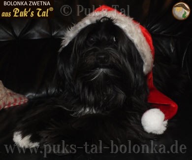 "Fröhliche Weihnachten 2012!" (Bolonka Chacha mit 7 Monaten)