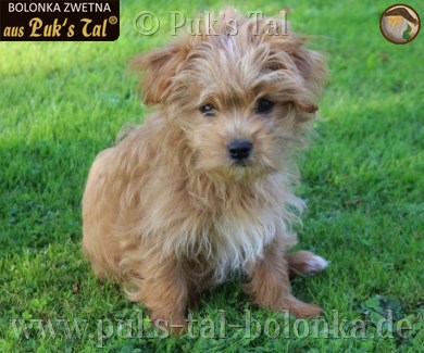 Bolonka Zwetna-Hündin Kissy