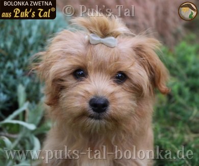 Bolonka Zwetna-Hündin Kissy