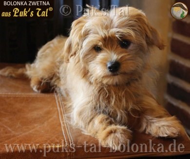 Bolonka Zwetna-Hündin Kissy