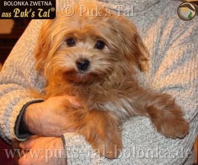 Bolonka Zwetna-Hündin Kissy