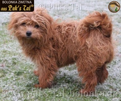 Bolonka Zwetna-Hündin Kissy