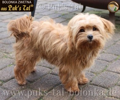 Bolonka Zwetna-Hündin Kissy