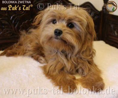Bolonka Zwetna-Hündin Kissy
