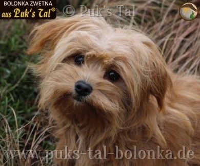 Bolonka Zwetna-Hündin Kissy
