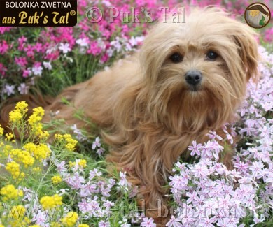 Bolonka Zwetna-Hündin Kissy
