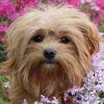 Porträtfoto von Bolonka-Hündin Kissy