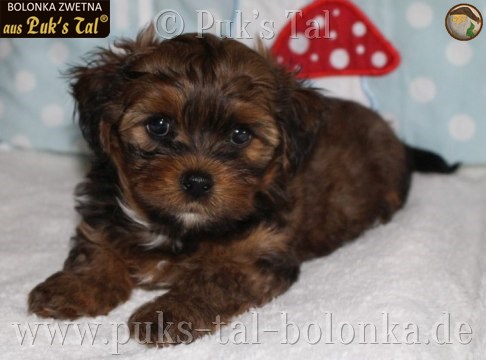 Bolonka Zwetna-Welpe Ellas aus Puk's Tal