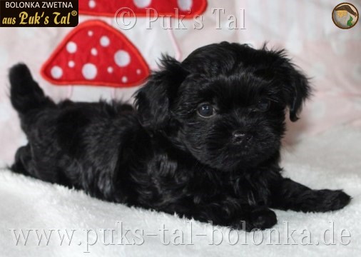 Bolonka Zwetna-Welpe Faylie aus Puk's Tal