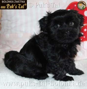 Bolonka Zwetna-Welpe Feli aus Puk's Tal