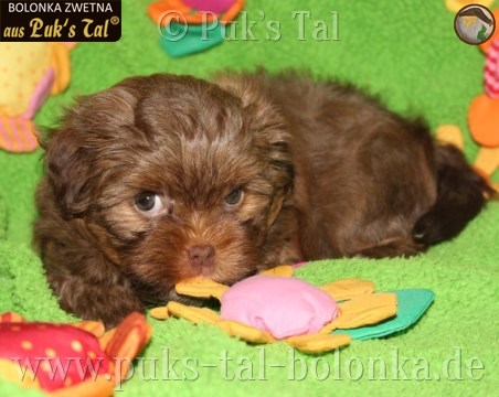 Bolonka Zwetna-Welpe Gianna aus Puk's Tal