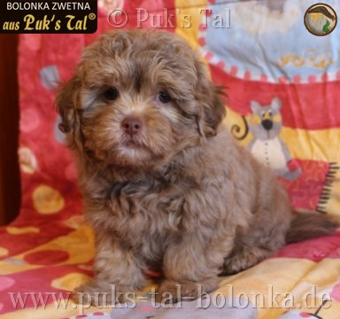 Bolonka Zwetna-Welpe Goldy aus Puk's Tal