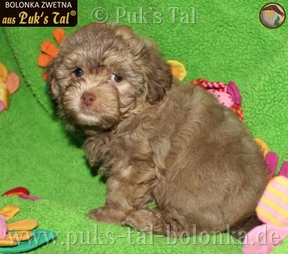 Bolonka Zwetna-Welpe Goldy aus Puk's Tal